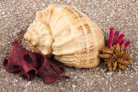 beautifull small Cockleshell isolated on white sandの写真素材