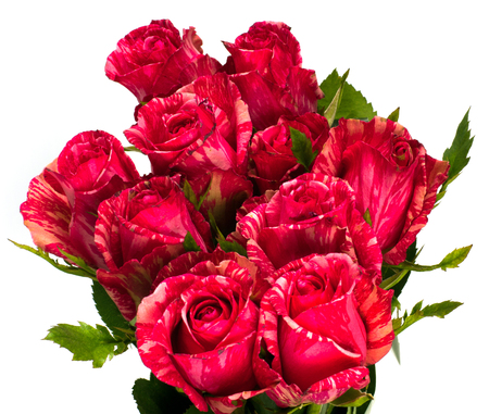 beautiful bouquet of pink roses isolated on white の写真素材