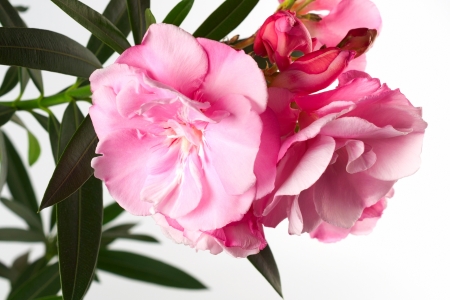 Oleander flower with green leaves on a white backgroundの写真素材