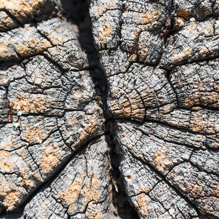 Winded and very old cracked butt logsの写真素材