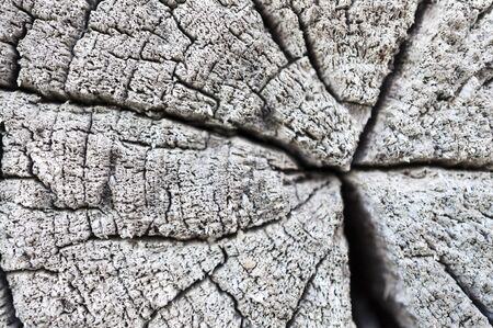 The surface of the weathered wooden butt logsの写真素材