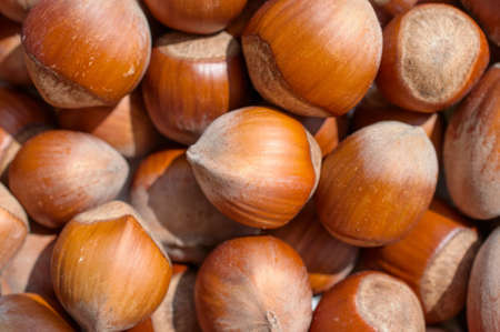 Sprinkle hazelnuts illuminated with the lightの写真素材
