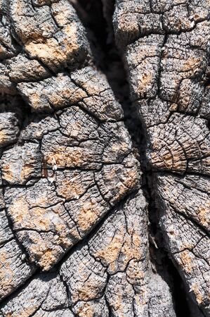 Cracked and weathered woodの写真素材