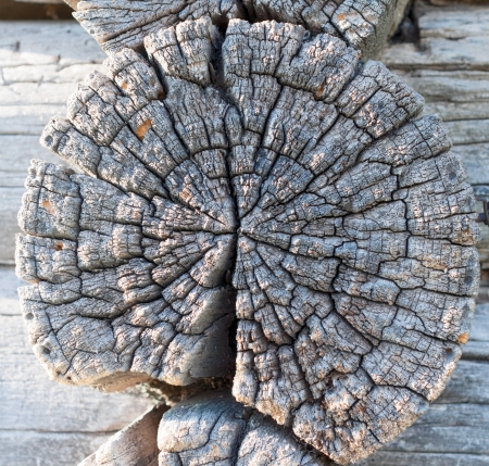 Weather-beaten face and heavily cracked wooden logsの写真素材