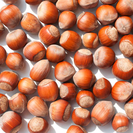 Scattering of hazelnuts on a white background. Illuminated by sunlight.の写真素材