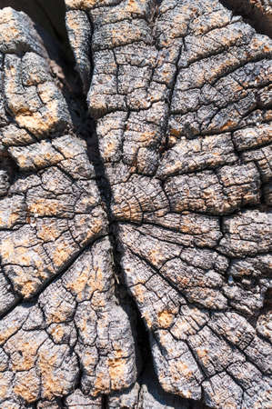 The texture of weathered wood.の写真素材