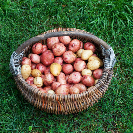 Raw unpeeled potatoes in the basket, standing on the green grassの写真素材