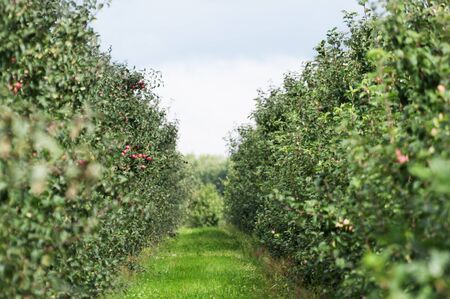 Rows of trees in an apple orchardの写真素材