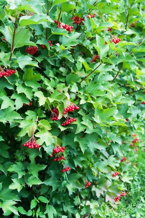 Grapes of viburnum in the green foliageの写真素材