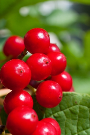 Red viburnum berries close upの写真素材