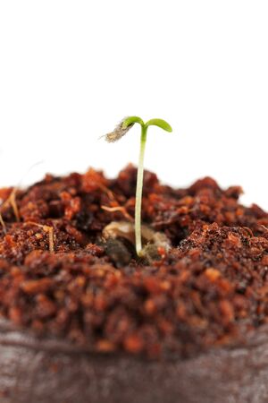 young plant isolated on white backgroundの写真素材