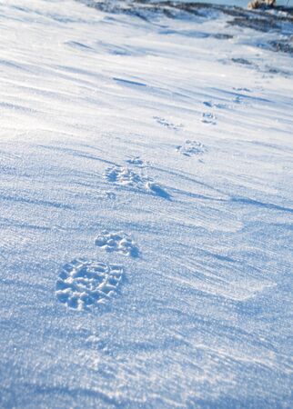 Traces of the shoe on snowpackの写真素材