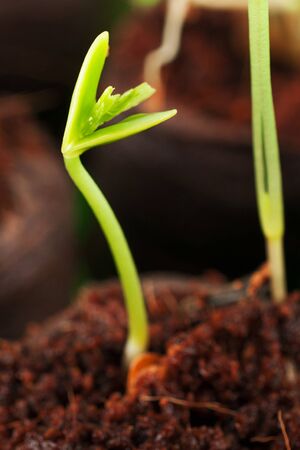 Closeup of green growing out of soilの写真素材