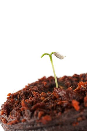 Green sprout growing from seed on the white backgroundsの写真素材