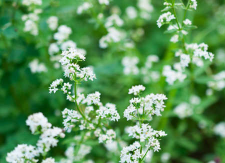 Plant with small white flowers  On a green background の写真素材