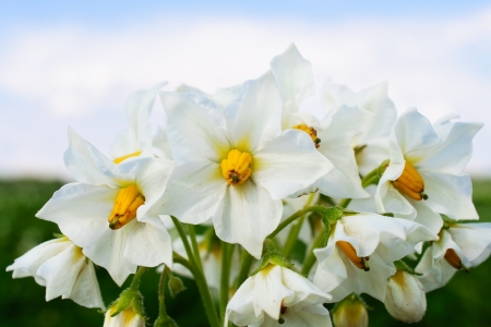 White potato flower closeup の写真素材