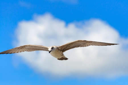 Seagull on a background of clouds の写真素材