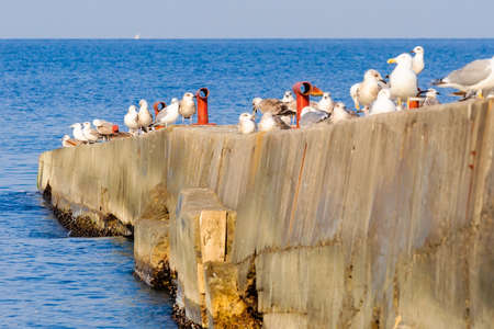 A flock of seagulls on the concrete breakwater の写真素材