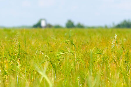 Ears of green wheatの写真素材