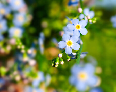 Forget-me-flower photographed close up の写真素材