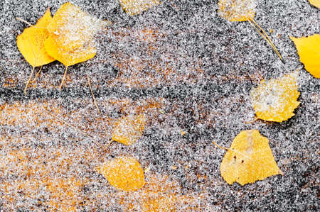 Yellow fallen leaves on the wooden table, covered with fine snow. Abstract background.の写真素材