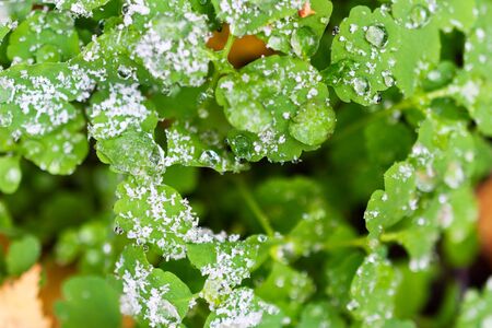 Frozen water drops on green foliage. Sprinkle with the first snow. Early winter.の写真素材