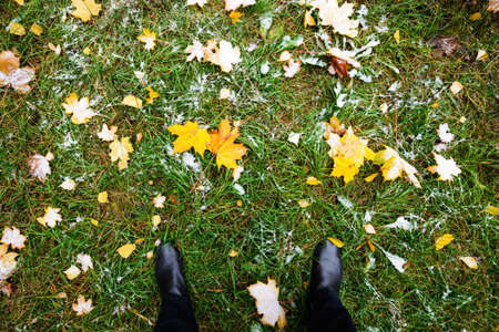 Yellow autumn leaves lie on the green grass. Foliage covered with the first frost. In the picture...