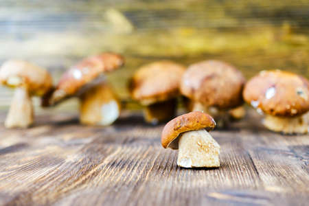Small white mushroom against a background of many large mushrooms. Rustic wooden background ..