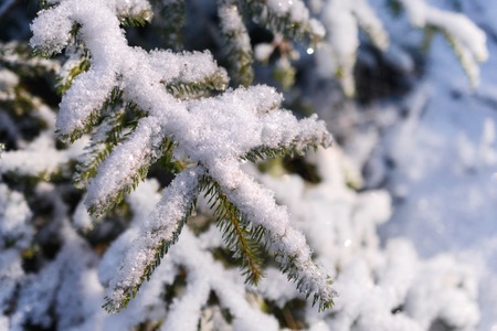 Fir branches covered with fresh snow. Winter forest.の写真素材