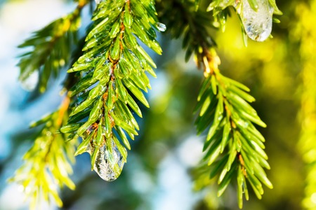 Spruce twig with frozen ice droplets. Illuminated low winter sun. Winter forest.の写真素材