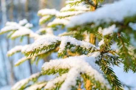 Fir branches covered with fresh snow, with frozen droplets of ice. Winter forest.