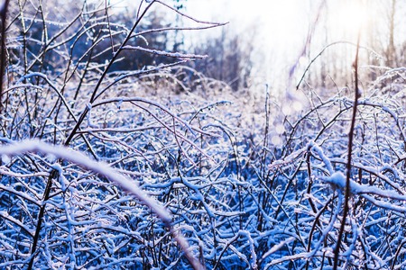 Covered with ice and snow thin branches of the bush. Winter forest, sunny day.の写真素材
