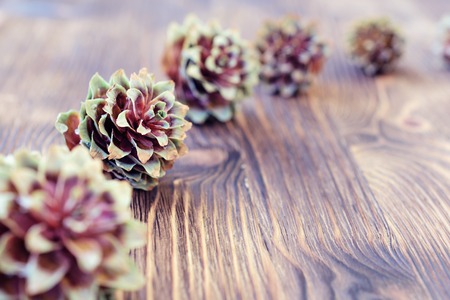 Several spruce cones on the wooden background. Abstract New Year's background.の写真素材