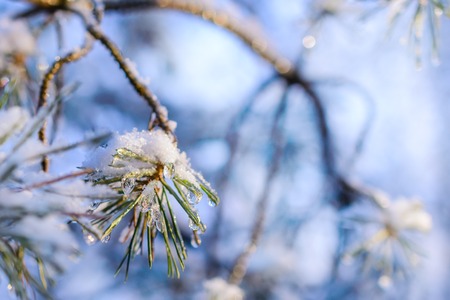 Fir branches covered with fresh snow, with frozen droplets of ice. Winter forest.の写真素材