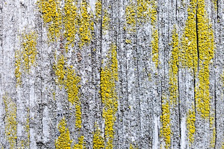 Old dry, weathered boards, covered with lichen. Macro photo, shallow depth of field.の写真素材