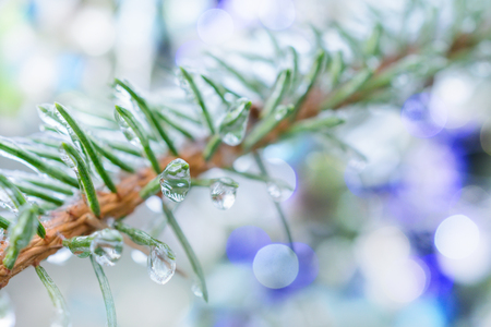 Spruce twigs. On pins and needles hanging frozen droplets of ice. Shallow depth of field, abstract background.の写真素材