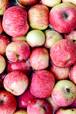 Many red apples floating in the water. Wash the fruit at harvest time.の写真素材