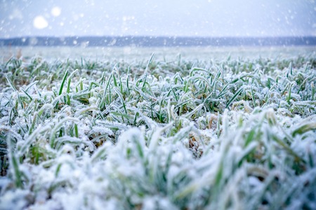Green grass field covered with frost. Shallow depth of field.
