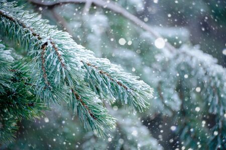 The frozen droplets of ice on pine needles. Macro photo, shallow depth of field. Winter forest.の写真素材