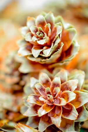 Disclosed fir cones. Abstract background. Shallow depth of field.の写真素材