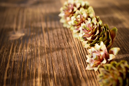 Several spruce cones on the wooden background. Abstract New Year's background.