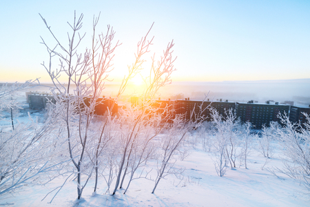 Branches bushes covered with hoarfrost fluffy.の写真素材