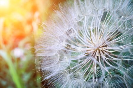 Tragopogon pseudomajor S. Nikit. Dandelion