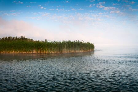 Thickets of reeds on the lake.の写真素材