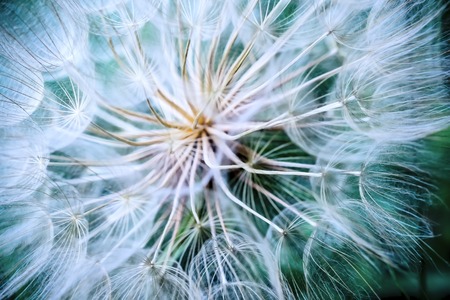 Tragopogon pseudomajor S. Nikit. Dandelionの写真素材