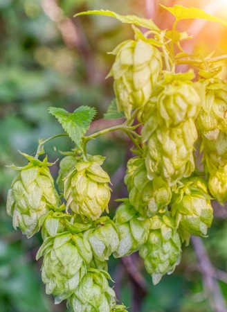 Hop cones, close-up.の写真素材