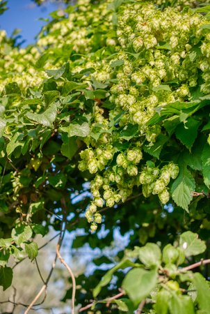 Plant hops. Agricultural plant, the main component in the production of beer