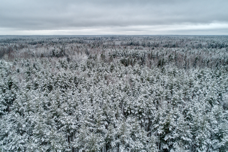 Snow covered forest. Typical European winter landscape. Its a nasty day.の写真素材