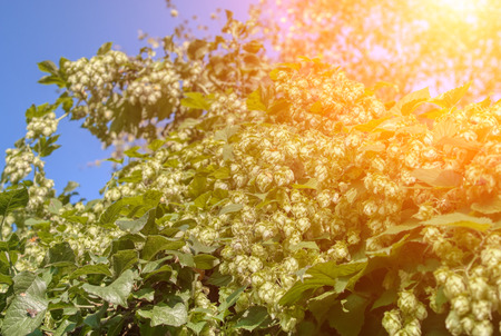 Plant hops. Agricultural plant, the main component in the production of beerの写真素材