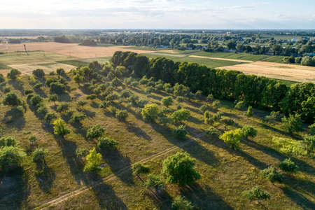 A large orchard, a sunny summer day.の写真素材